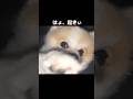 飼い主を毎朝起こしてくれる兄犬とおねぼう弟犬#shorts #ポメラニアン#Pomeranian#かわいい#おもしろ#犬 #多頭飼い