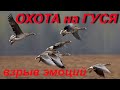 # 51 Охота на гуся весной 2019!!! Взрыв эмоций!!! Hunting for a goose in the spring of 2019!