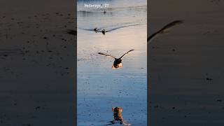 MALLARD Duck's Approach And LANDING! #youtubeshorts #reflection #water #duck #flight #shorts