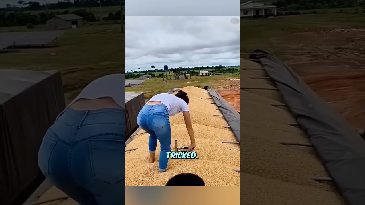 Как фермеры распознают фальшивые сделки по поставке зерна!