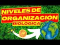 🧬NIVELES DE ORGANIZACION DE LOS SERES VIVOS | BIOLOGIA