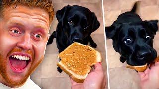 DOG VIDEOS THAT MAKE LIFE WORTH LIVING!