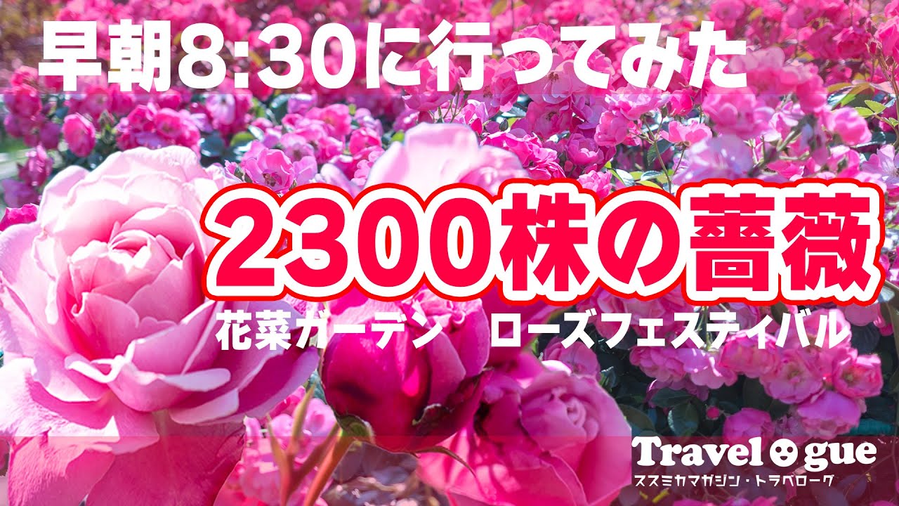 朝8時のバラ園》ローズフェスティバル2023 #花菜ガーデン #バラ #薔薇