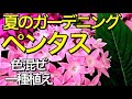 【夏の寄せ植え】合わせる色で雰囲気が変わる【ガーデニング】ペンタスの一種植え〜星形の可愛い花苗です