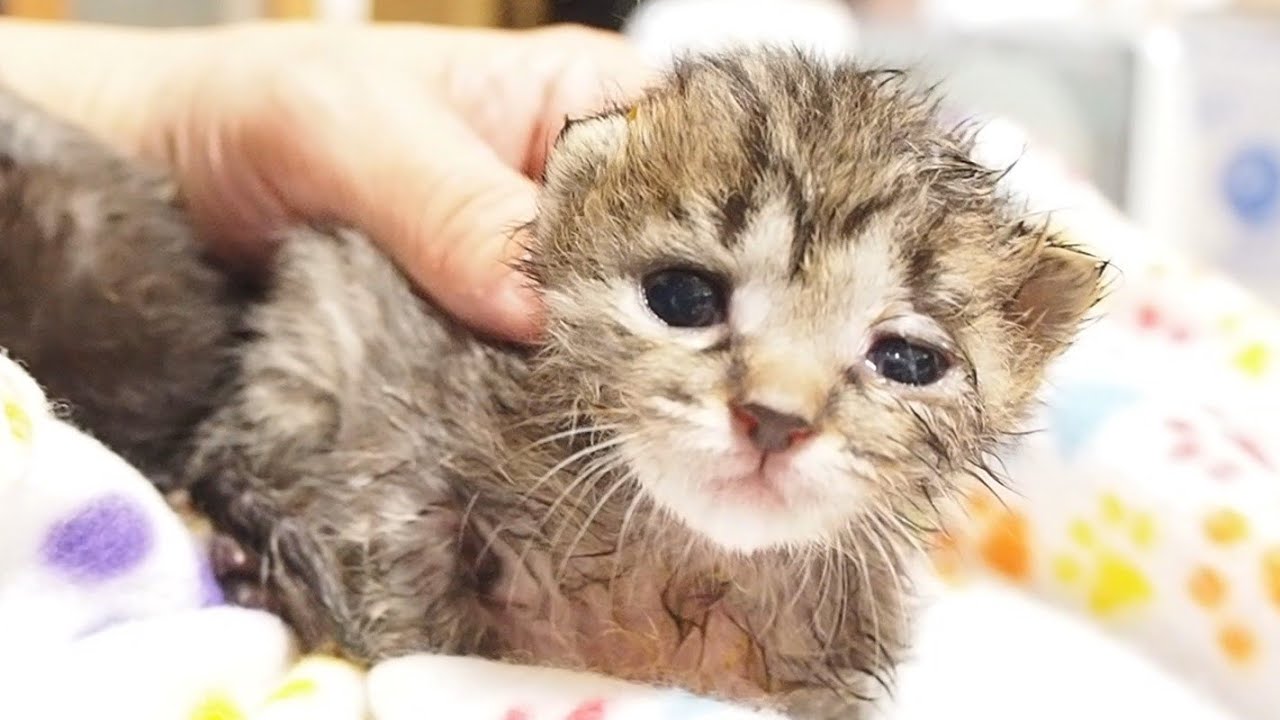 ゆっくりと瞳を閉じる赤ちゃん猫を家主がじっと見守る 赤ちゃん猫 保護猫 子猫 Youtube ゆっくりと瞳を閉じる赤ちゃん猫を家主がじっと見守る 赤ちゃん猫 保護猫 子猫 Youtube