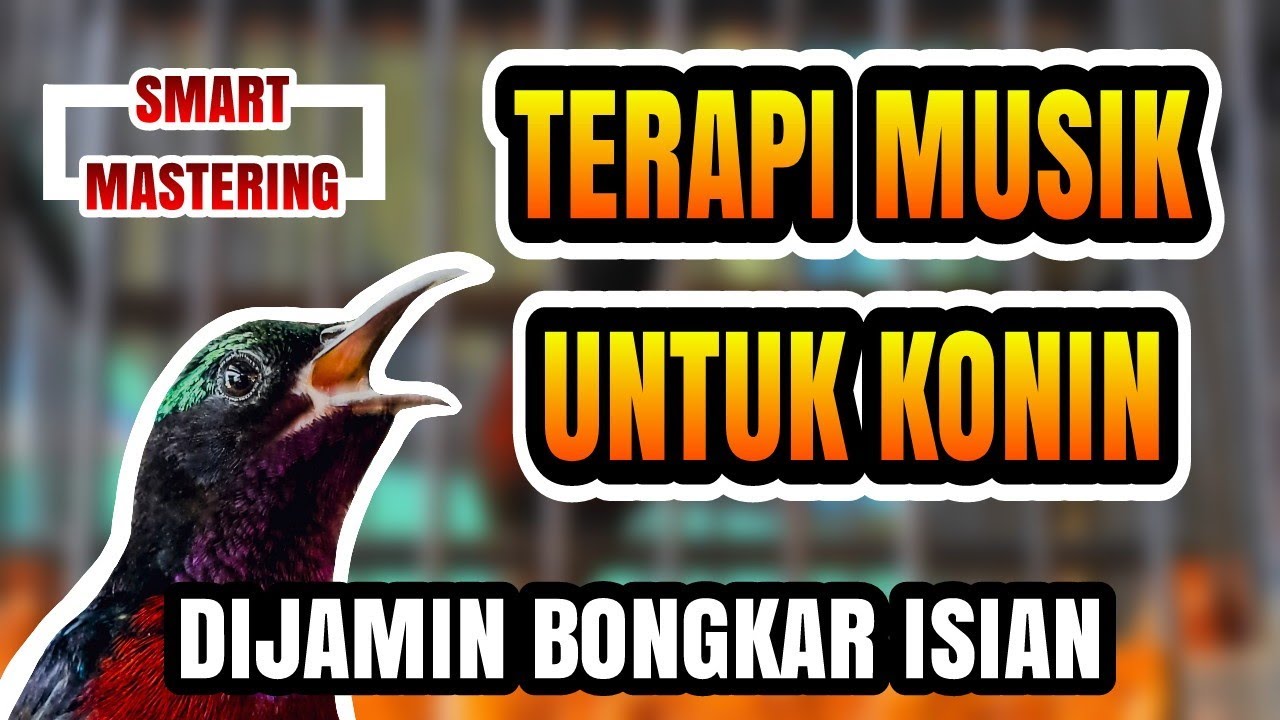 Terapi Musik Untuk Konin | Pancingan Konin Gacor - Dijamin Langsung Buka Paruh | Bongkar Isian