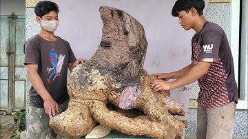 Siêu cóc chua cực khủng(X)ghép cóc thái trái rất đẹp lh 0795050333