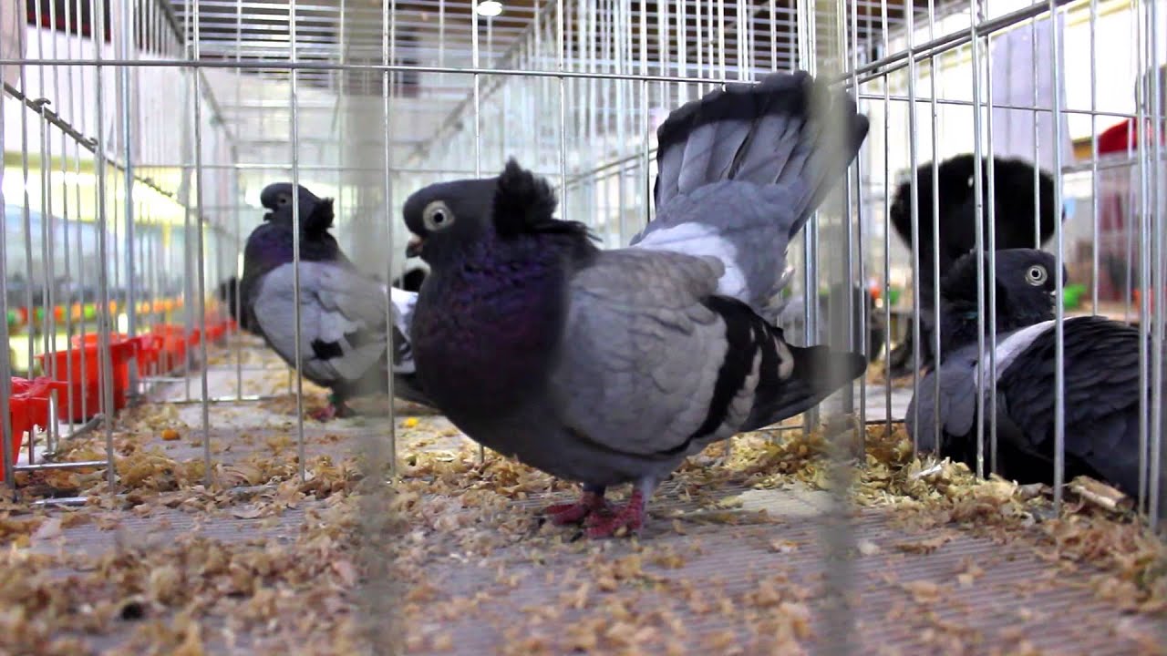 Doznajte zašto trebamo očuvati Jureka i Katicu