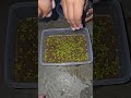 #Green bean sprouts #planting # shorts #nature #love