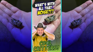 COOL CRITTERS! - What&#39;s With All That NOISE?!? - Cicada - #Shorts