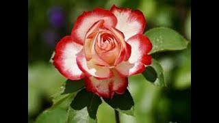 For the first time - Rod Stewart - Karaoke