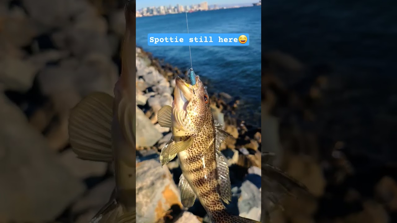 Harbor Island shore fishing - 10/17/2025 