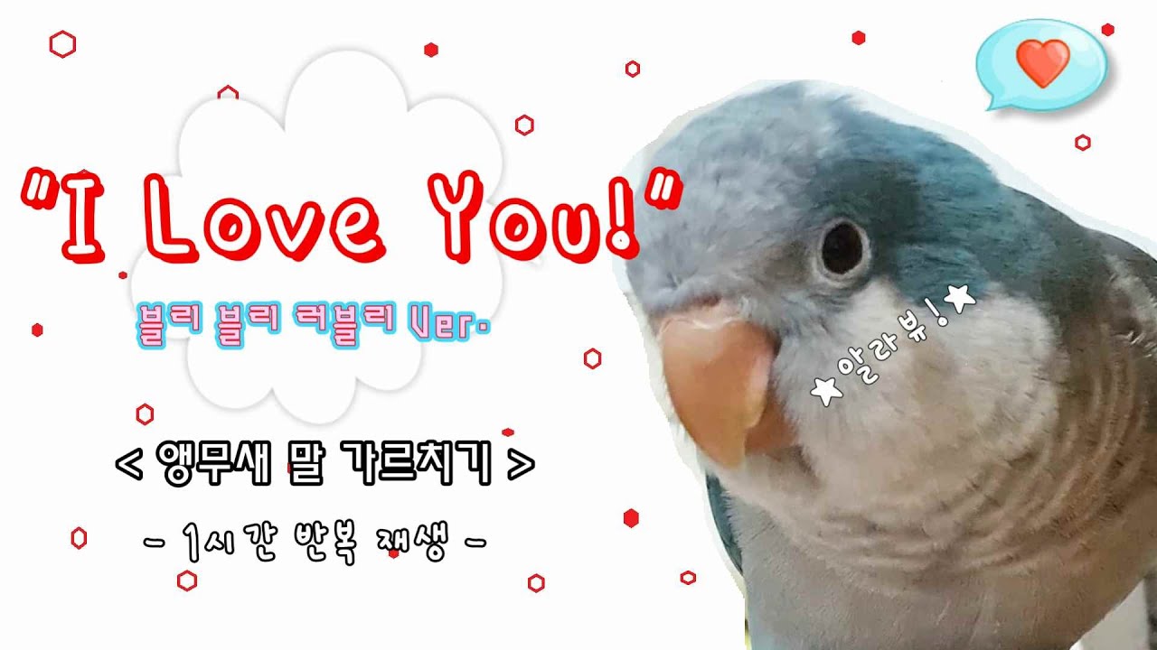 앵무새 말 가르치기 ♥"알라뷰!"♥ 1시간 반복 재생 " I Love You " For Parrot