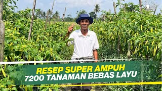 HOW TO PREVENT VIRUS-RESISTANT CHILI WILTING IN THE RAINY SEASON‼️THE SECRET OF INTERCROPPING WIT...