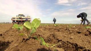 видео Прогноз погоды и урожайности на 2015 год