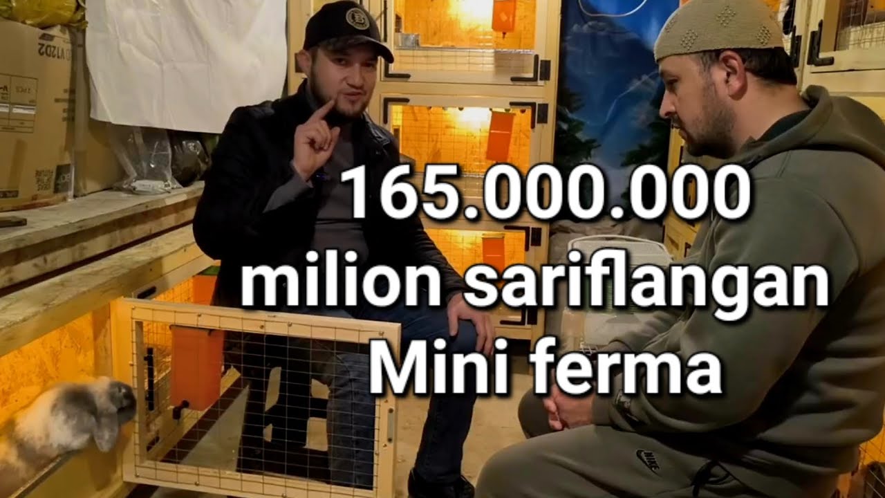 BASS BRO 165 MILION PULNI QATGA ISHLATDI QUYON QIMMATMI SHUNCHALIK  #quyon  #кролик #banny