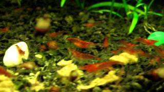 MVI_3535.AVI