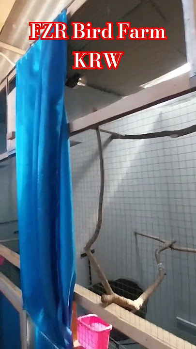 penangkaran murai batu part 1