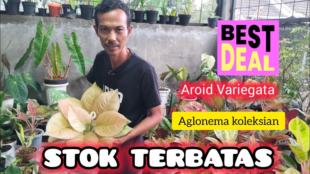 UPDATE HARGA AROID VARIEGATA & AGLONEMA DI Hr PLANT 