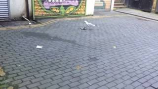 Seagull eating pigeon in Hastings. That's Tory Britain #voteethical2017