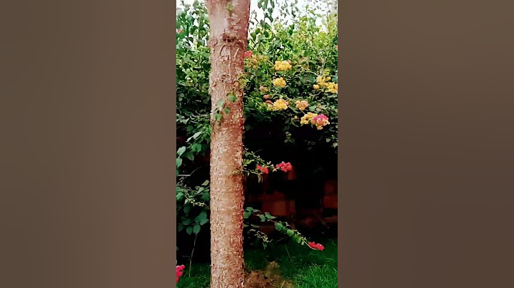 احسن الورود هدية مني المتابعين😚💞