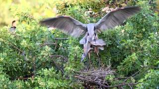 Great Blue Herons Mating