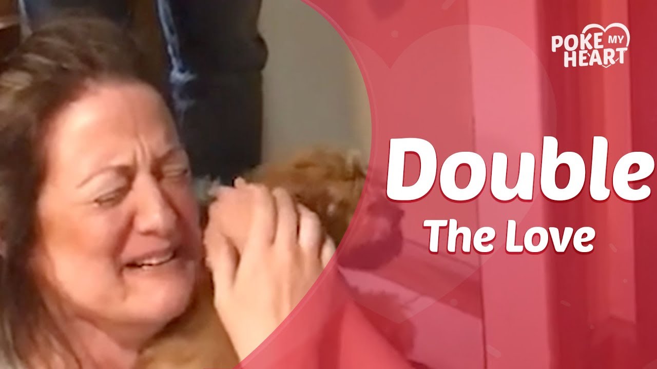 sweet potato Husband Surprises Wife With Pair of Puppies