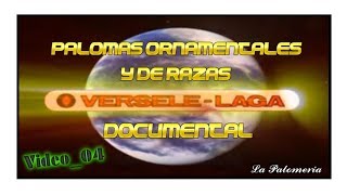 Palomas De Fantasia Raza Y Ornamentales 04