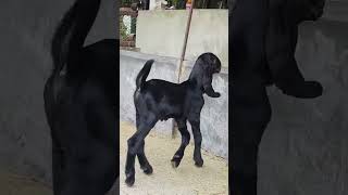 Download Lagu Betal Goat kids #betal #goat #farming #viral #kids #shortvideo #reels MP3