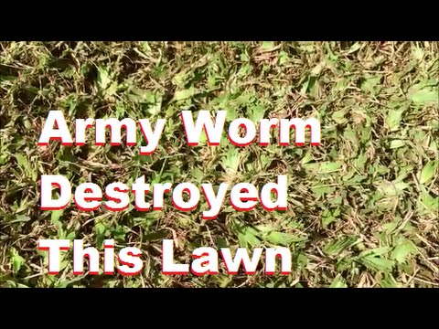 How do you control armyworms?