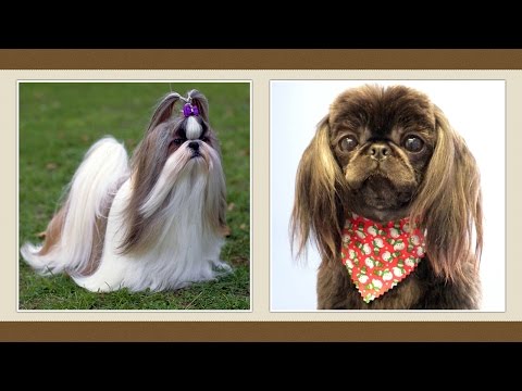 Videó: Hogyan Lehet Levágni Egy Shih Tzu-t