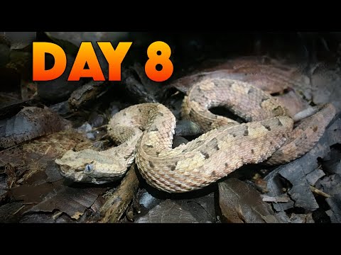 venomous snakes in north america Costa Rica Snake Video 🐍: Rare White Tail Hognose Viper Tomagá