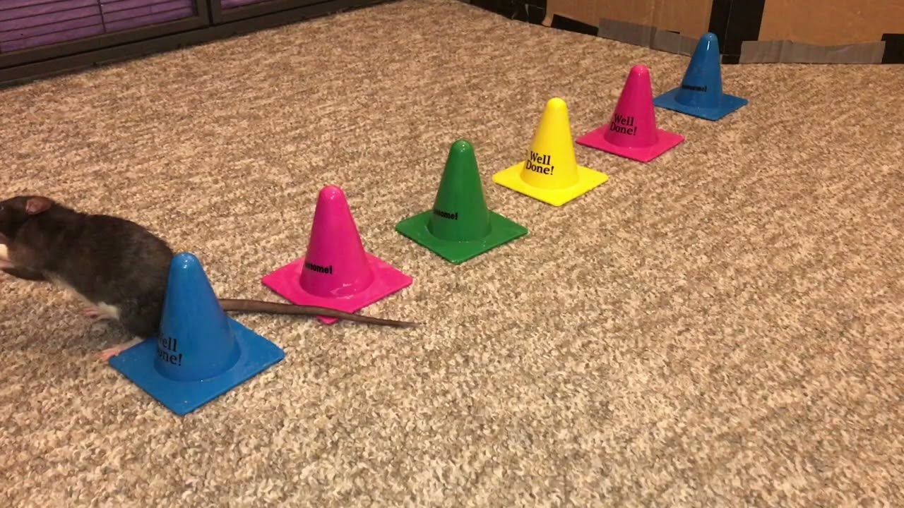 My smart pet rat Donut doing her favorite trick of weaving cones!