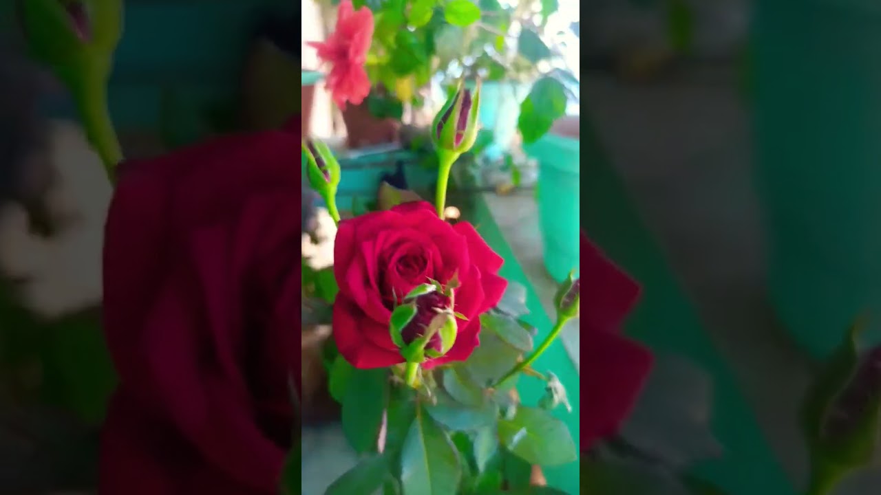 Rose flower garden 