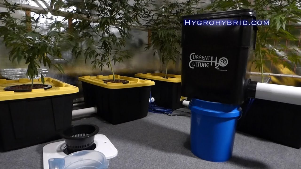 Hygrohybrid vs Current Culture WTF?