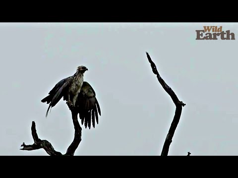 Wildearth Sunrise Safari December 8 2019 Part 2 Youtube