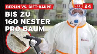 Mit Feuer Und Chemie So Kämpft Berlin Gegen Eichenprozessionsspinner