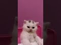 #cat #catlovers #catvideos #kucing #kucinglucu #cats #shorts #catshorts #shortvideo #shortsvideo