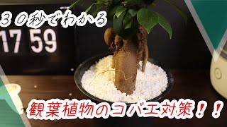 ３０秒でおしゃれにコバエ対策 これで観葉植物も大丈夫 Youtube