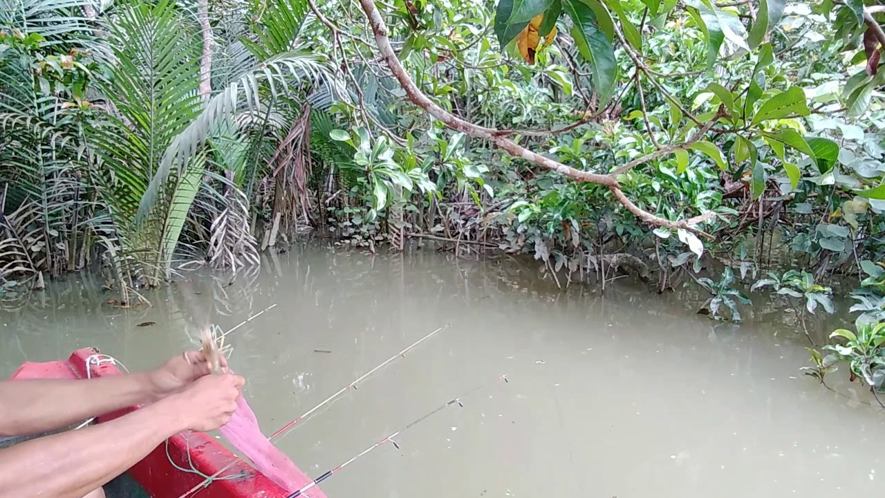 Rejeki mancing udang galah di muara sungai yang airnya ...