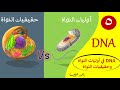 DNA في أوليات النواة وحقيقيات النواة تكثيف DNA أحياء الصف الثالث الثانوي أحمد غريب