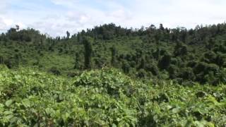 Arresting The Decline of Borneo's Rainforest