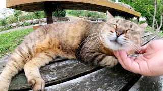 猫の弱点あごの下マッサージをしたら、猫達がウットリとした表情を浮かべた