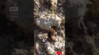 SPIDER WASP PARASITIZES WOLF SPIDER!! #bug #insect #spider #capcut #entomology #nature #encounter