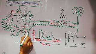 Guyton chapter 5 |  Membrane potentials | ACTION POTENTIAL | Lecture 31