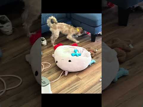 Relax Day with pup | Culver’s