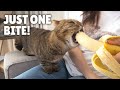 LuLu’s Obsessed with Bananas! | Kittisaurus