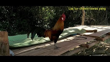 Qaib dib Qaib qus cuab tuajzoo ( tus tsws xav muag )