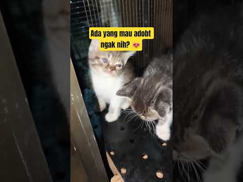 lagi mampir ke pasar Minggu, liat anaknya cimoy Munchkin lucu-lucu 😻 #catvideos #cats #catsoftiktok