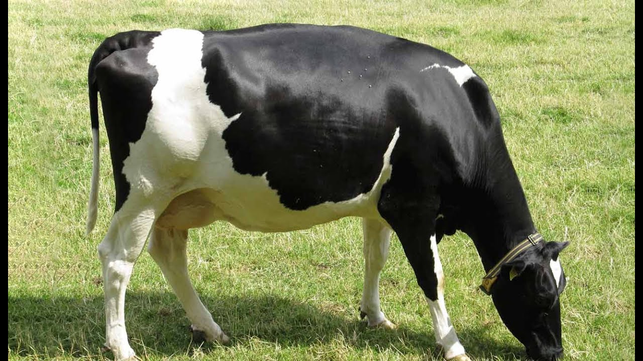 تابع جدرى البقر